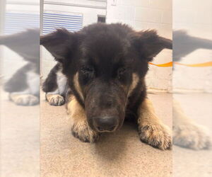 German Shepherd Dog Dogs for adoption in San Bernardino, CA, USA