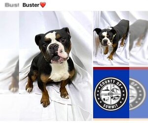 Medium Photo #1 Bulldog Puppy For Sale in Akron, OH, USA