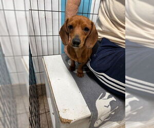 Dachshund Dogs for adoption in Los Angeles, CA, USA