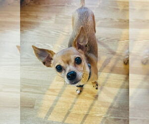 Chihuahua Dogs for adoption in Glen Haven, WI, USA