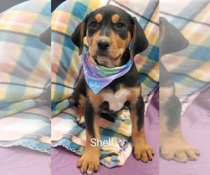 Black and Tan Coonhound-Labrador Retriever Mix Dogs for adoption in SHERBURNE, NY, USA