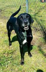 Labrador Retriever-Unknown Mix Dogs for adoption in Lake Jackson, TX, USA