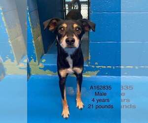 Chihuahua-Unknown Mix Dogs for adoption in Calgary, Alberta, Canada