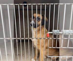 Mutt Dogs for adoption in Oklahoma City, OK, USA