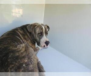 Staffordshire Bull Terrier-Unknown Mix Dogs for adoption in Houston, TX, USA