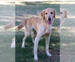 Golden Retriever Dogs for adoption in Glendale , AZ, USA