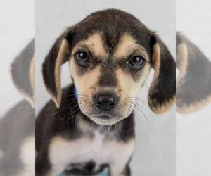Beagle-Unknown Mix Dogs for adoption in Kennesaw, GA, USA