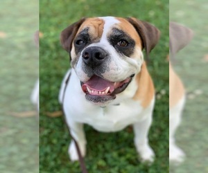 Beabull Dogs for adoption in Tonawanda, NY, USA