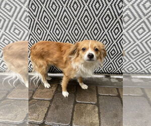 Papillon-Unknown Mix Dogs for adoption in Chico, CA, USA