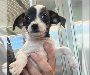 Chihuahua Dogs for adoption in San Martin, CA, USA