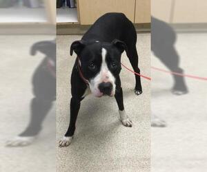 American Pit Bull Terrier Dogs for adoption in Riverside, CA, USA