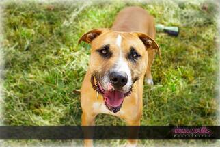 Boxador Dogs for adoption in Chatham, VA, USA