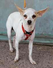 Medium Photo #1 Italian Greyhuahua Puppy For Sale in Albuquerque, NM, USA