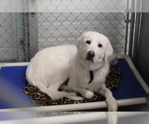 Great Pyrenees-Unknown Mix Dogs for adoption in Grasswood, Saskatchewan, Canada
