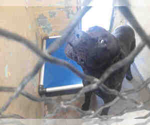 Mastiff Dogs for adoption in Downey, CA, USA