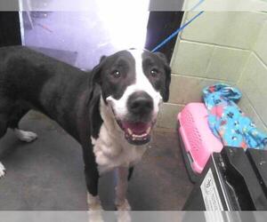 Great Dane-Unknown Mix Dogs for adoption in Tulsa, OK, USA