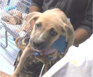 American Staffordshire Terrier-Unknown Mix Dogs for adoption in Tallahassee, FL, USA