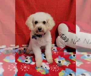 Poodle (Miniature) Dogs for adoption in Pataskala, OH, USA