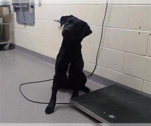 Medium Photo #1 Labrador Retriever Puppy For Sale in Denver, CO, USA