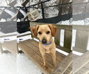 Mutt Dogs for adoption in Elmsford, NY, USA