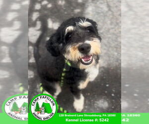 Poodle (Miniature)-Unknown Mix Dogs for adoption in Stroudsburg, PA, USA
