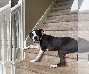 American Bulldog-Unknown Mix Dogs for adoption in Atlanta, GA, USA