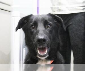 Borador Dogs for adoption in Mountain Home, AR, USA