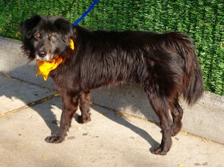 Border Collie Dogs for adoption in NYC, NY, USA