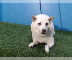 Shiba Inu Dogs for adoption in Orlando, FL, USA