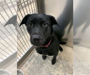 Labrador Retriever-Unknown Mix Dogs for adoption in Fairbanks, AK, USA