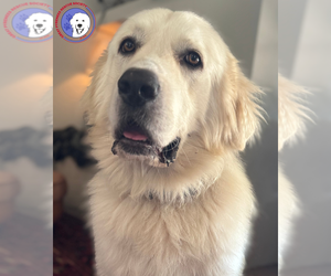 Great Pyrenees Dogs for adoption in Spring, TX, USA