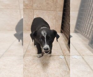 Borador Dogs for adoption in Osgood, IN, USA