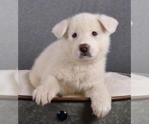 Akita Dogs for adoption in Sheridan, CO, USA