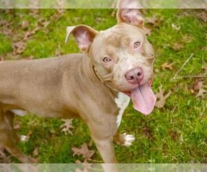 American Staffordshire Terrier-Unknown Mix Dogs for adoption in Tallahassee, FL, USA