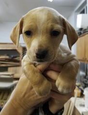 Medium Photo #1 American Bulldog-Dachshund Mix Puppy For Sale in Royal Palm Beach, FL, USA
