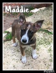 Medium Photo #1 Mutt Puppy For Sale in The Woodlands, TX, USA