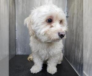 Poodle (Miniature)-Unknown Mix Dogs for adoption in San Antonio, TX, USA