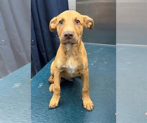 Labrador Retriever-Unknown Mix Dogs for adoption in Mobile, AL, USA