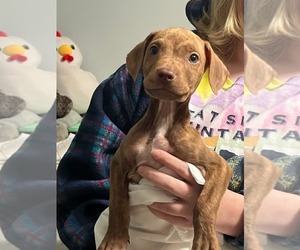 Labrador Retriever-Unknown Mix Dogs for adoption in Minneapolis, MN, USA