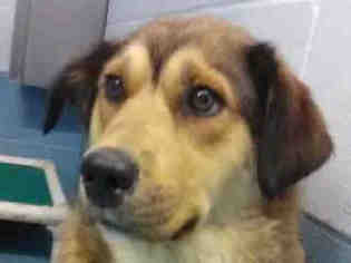 Sheprador Dogs for adoption in Missoula, MT, USA