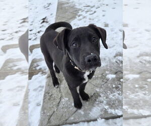 Labrador Retriever-Unknown Mix Dogs for adoption in New London, WI, USA