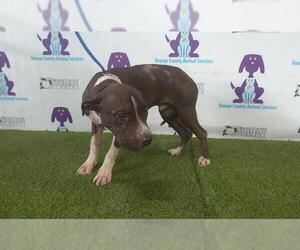 American Pit Bull Terrier Dogs for adoption in Orlando, FL, USA