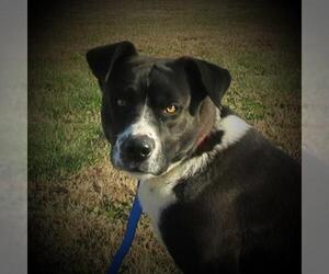 American Staffordshire Terrier-Unknown Mix Dogs for adoption in Centerton, AR, USA