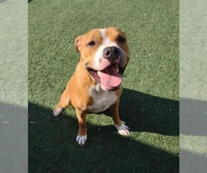 Bullboxer Pit Dogs for adoption in Rockwall, TX, USA