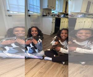 Boston Terrier-Staffordshire Bull Terrier Mix Dogs for adoption in Mechanicsburg, PA, USA