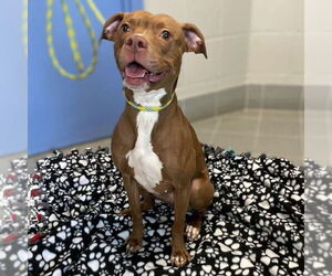 American Pit Bull Terrier Dogs for adoption in Minneapolis, MN, USA