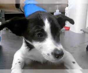 Border Collie Dogs for adoption in Fayetteville, NC, USA