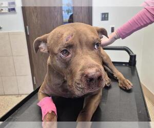 American Staffordshire Terrier-Unknown Mix Dogs for adoption in Fort Lauderdale, FL, USA