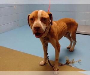 American Pit Bull Terrier Dogs for adoption in Moreno Valley, CA, USA