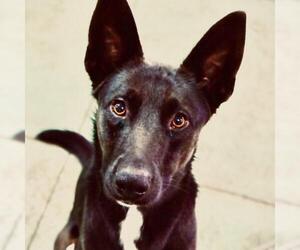 Shollie Dogs for adoption in Nashville, TN, USA